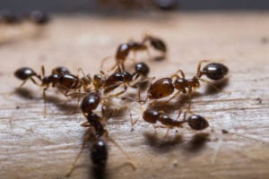 ant control Raleigh