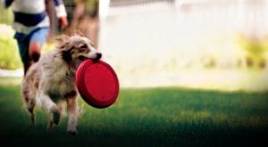 Dog playing outside, pest control in Raleigh, NC, Wake Forest and Cary, NC, exterminators for mosquito control, ant control and much more!
