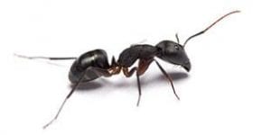 An ant, pest control in Raleigh, NC, Wake Forest and Cary, NC, exterminators for termite control, rat and ant control, scorpions and more.