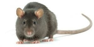 Kind Pest Control for rat control in Raleigh, NC, Wake Forest and Cary, NC, wildlife control and rodent control, exterminators for top rated pest control.