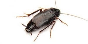 A cockroach, pest control in Raleigh, NC, Wake Forest and Cary, NC, exterminators for termite control, rat and ant control, scorpions and more.