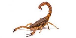 A scorpion, pest control in Raleigh, NC, Wake Forest and Cary, NC, exterminators for termite control, rat and ant control, scorpions and more.