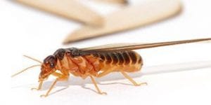 termite, we offer termite control in Raleigh, NC, Wake Forest and Cary, NC, exterminators for top rated pest control in Middle TN