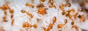 Ants, pest control and ant control in Raleigh, NC, Wake Forest and Cary, NC, exterminators and bug sprayers at PPC.