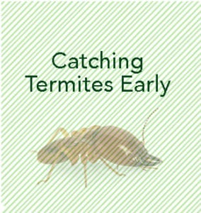 termite control Raleigh