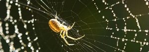 A spider, pest control and spider control in Raleigh, NC, Wake Forest and Cary, NC, bug sprayers and exterminators can help!