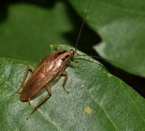 cockroach exterminator Raleigh