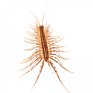 House Centipedes exterminator Raleigh