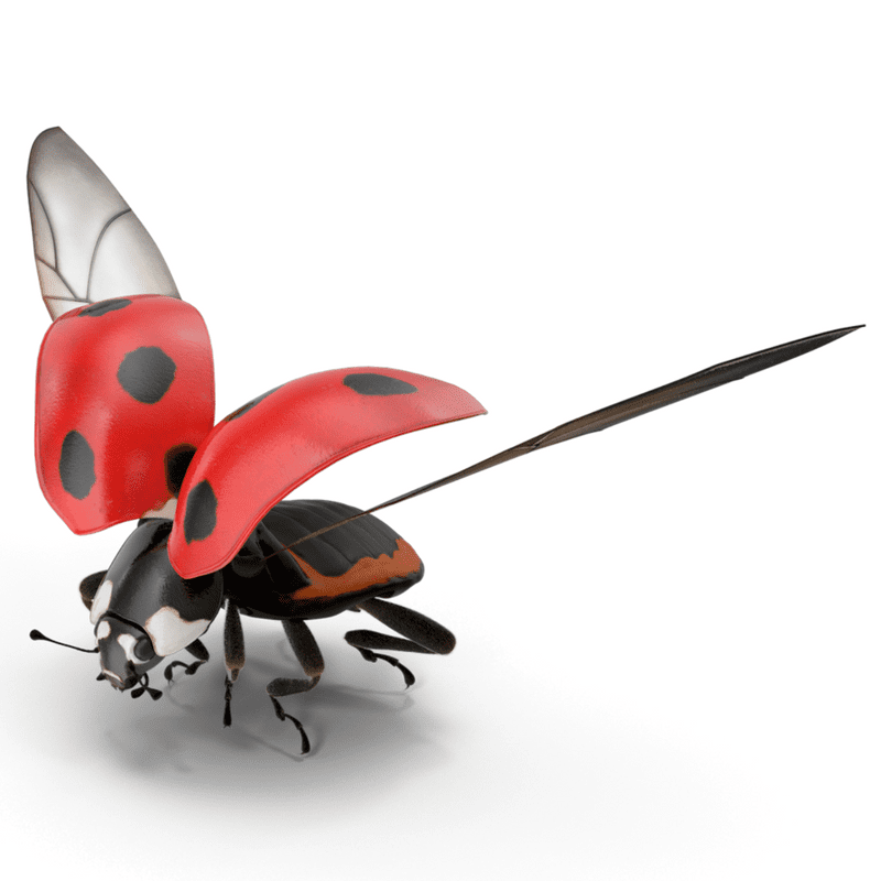 Lady Bug exterminator Raleigh