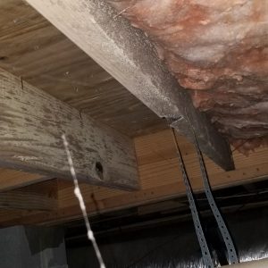 mold control Wake Forest