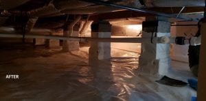 mold control Wake Forest