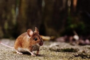 rodent control Raleigh