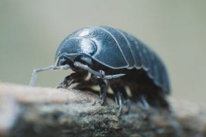bug control Wake Forest