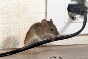 rat control Raleigh
