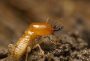 termite control Wake Forest