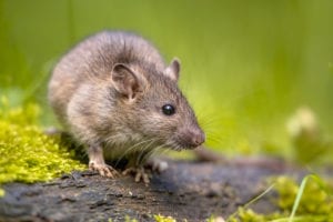 rat pest control Raleigh