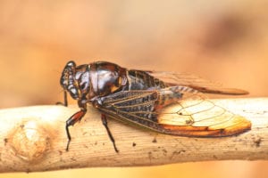 Cicadas control Raleigh