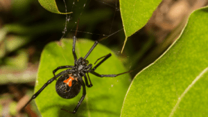 exterminators for black widow and wolf spiders in North Carolina