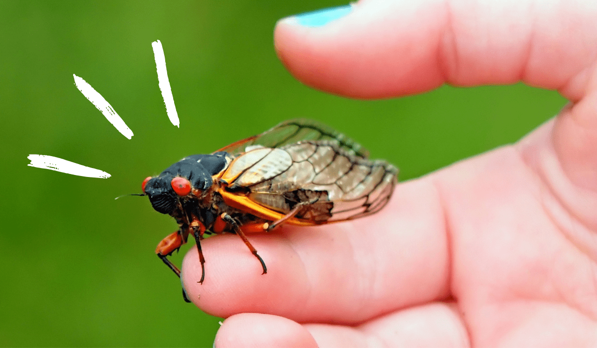 Cicadas in North Carolina