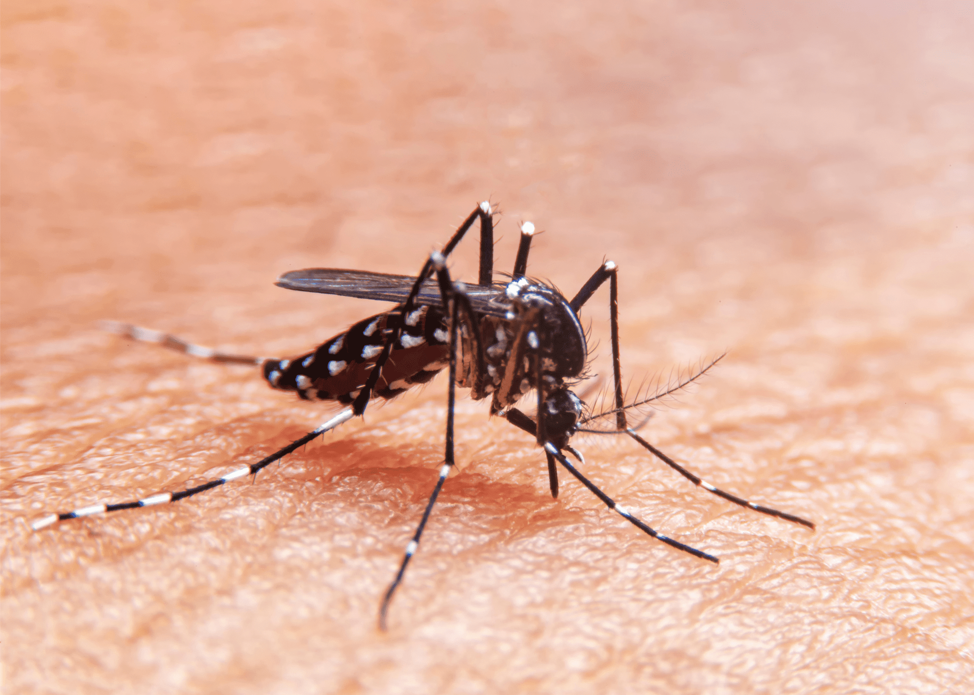 Mosquito FAQ