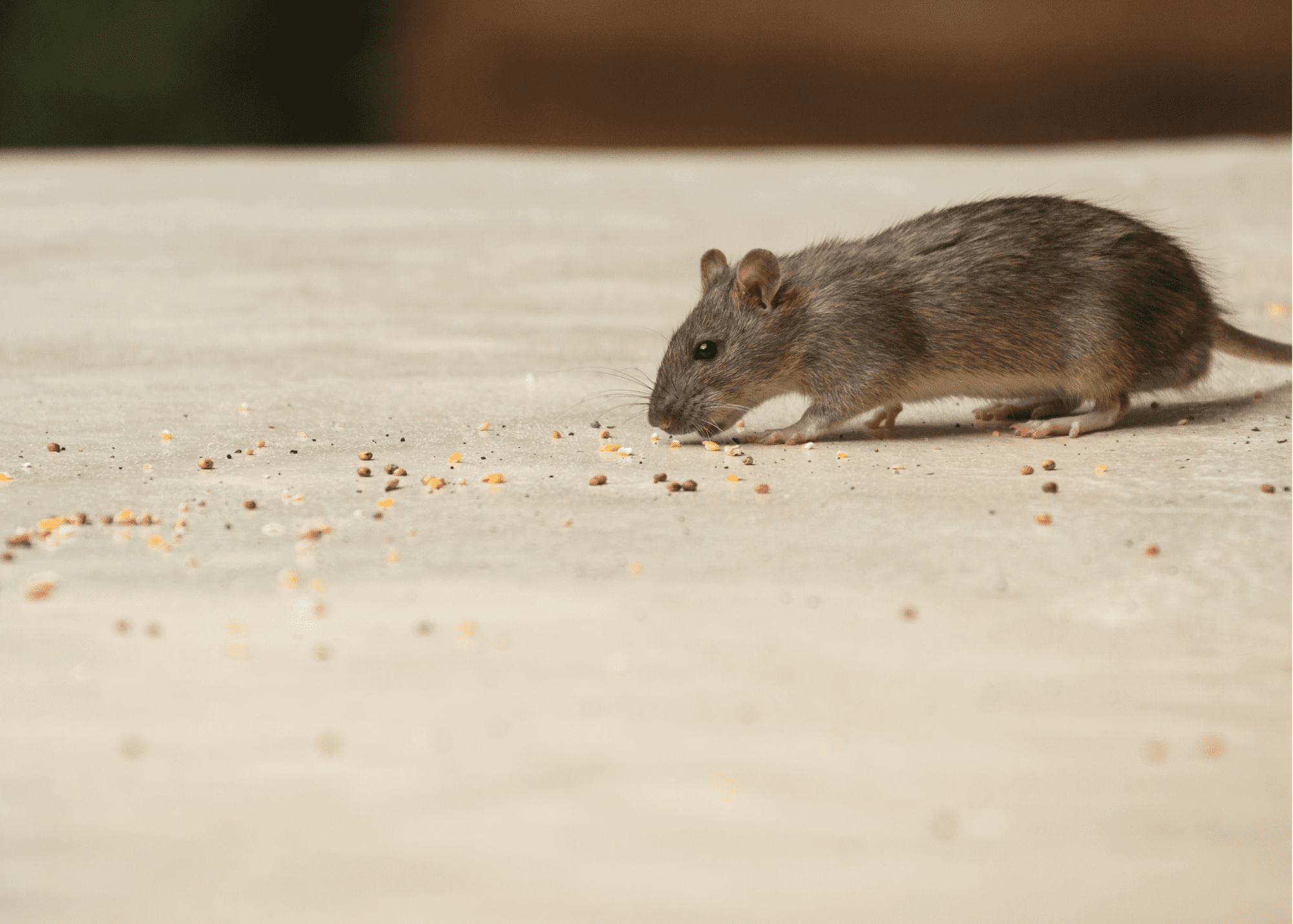 house mouse